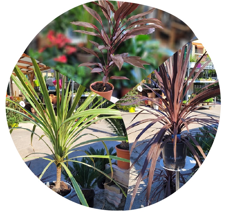 Cordyline -la jardinerie de pessicart 06100 Nice