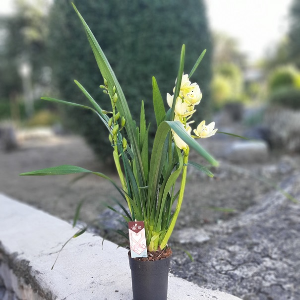 Cymbidium - Blanc 80 cm-la Jardinerie de Pessicart Nice