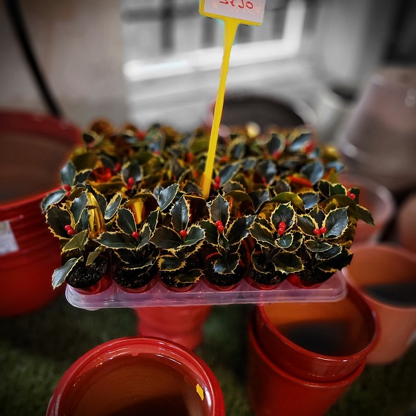 Mini Houx 2 boules rouges - Idéal pour vos décorations, compositions et centres de table- La jardinerie de pessicart 06100 nice