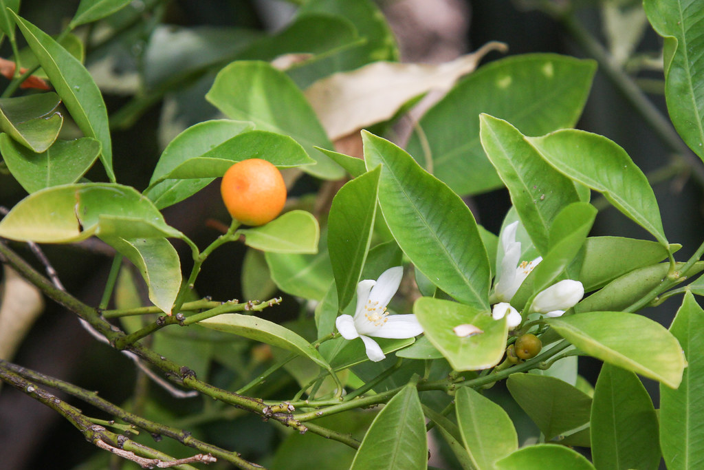 calamondin