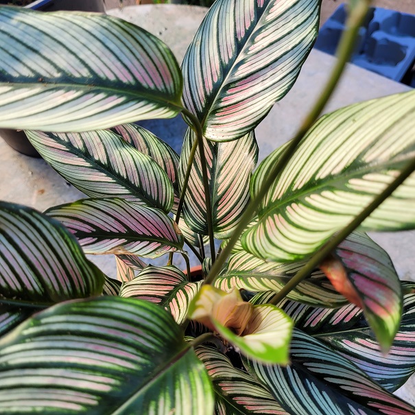 Calathea majestica White Star-La jardinerie de pessicart 06100 nice