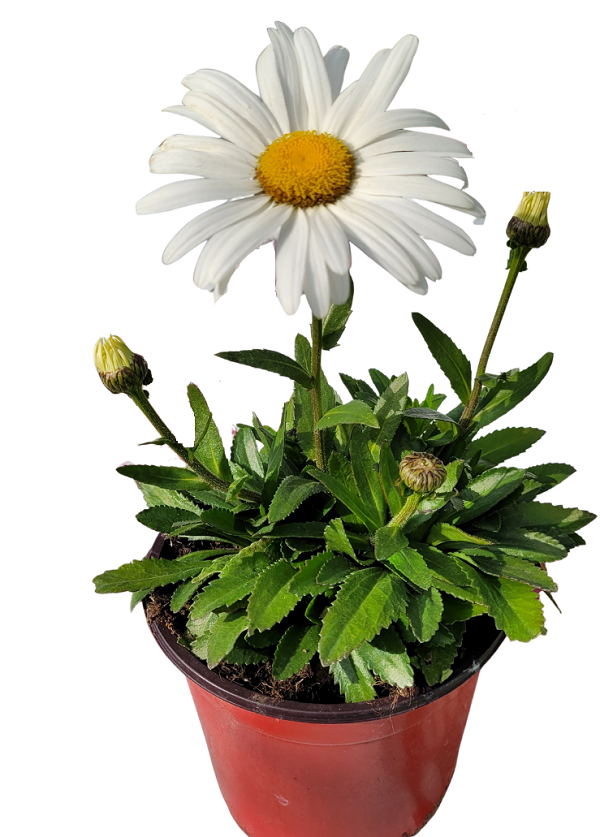 Marguerite - Leucanthemum-La Jardinerie de Pessicart Nice 06100