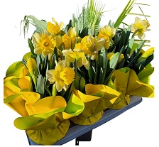 Renoncules jaune pot 1.5 litre Hauteur 40 cm la jardinerie de pessicart nice 06 700x585