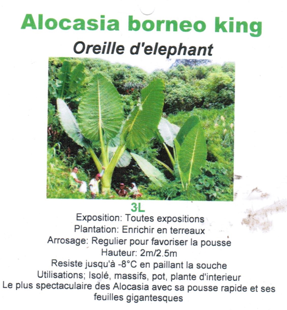 Alocasia borneo king 3 litres - la jardinerie de pessicart nice 06
