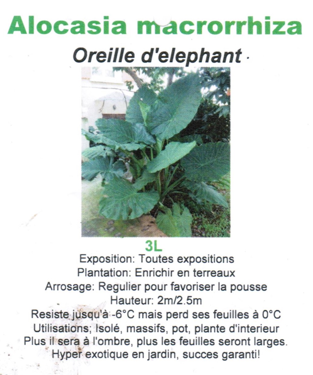 Alocasia macrorrhiza 3 litres - la jardinerie de pessicart nice 06