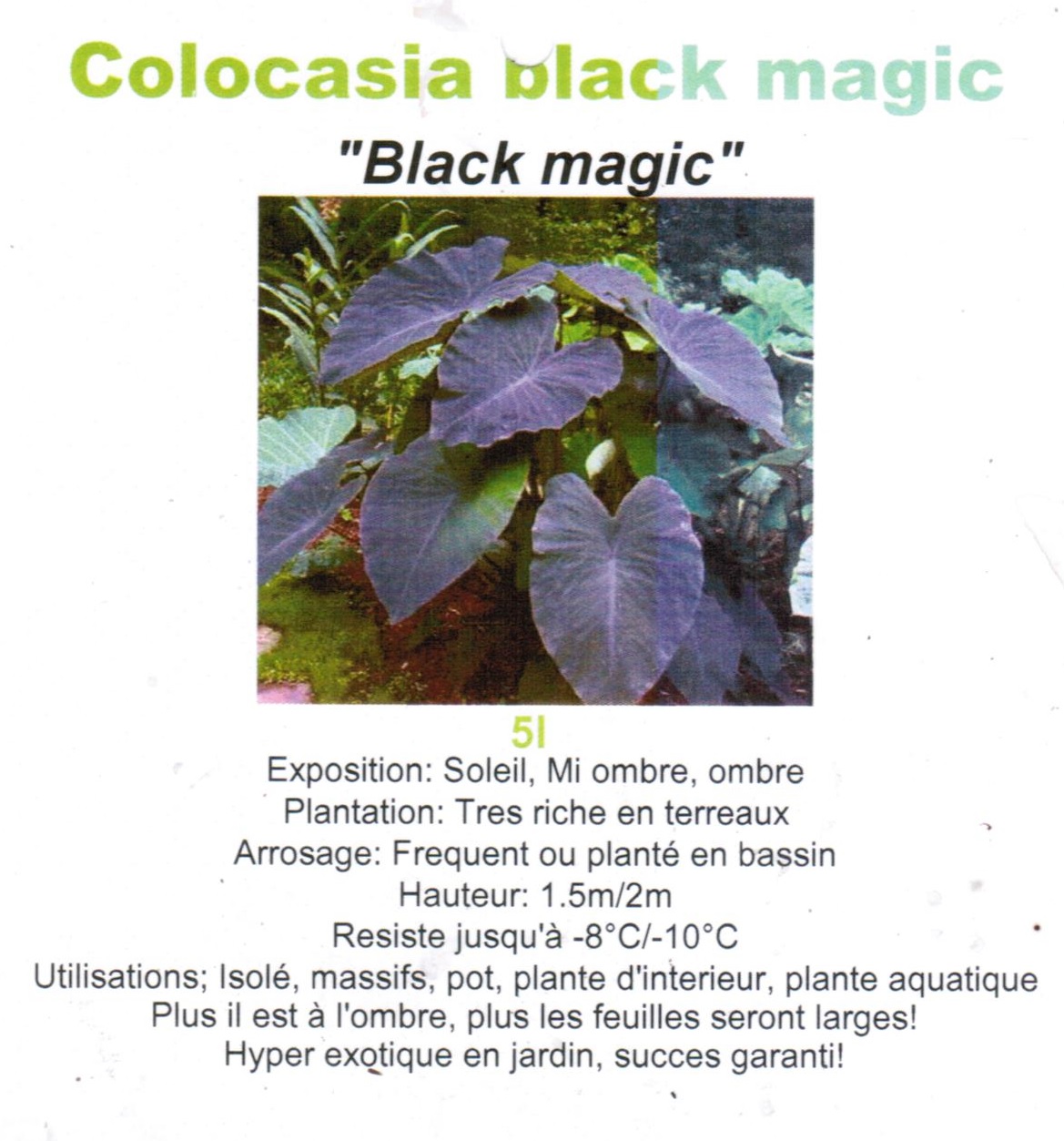 Colocasia black magic 5 litres - la jardinerie de pessicart nice 06