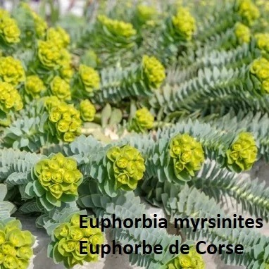 Euphorbia myrsinites - Euphorbe de Corse - jardinerie de pessicart nice 06