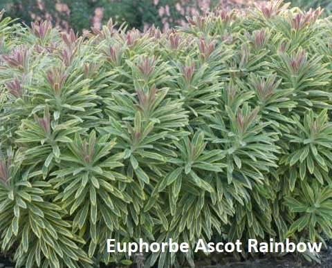 Euphorbe Ascot Rainbow - jardinerie de pessicart nice 06