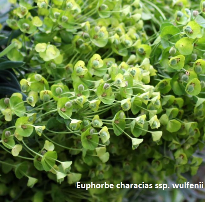 Euphorbe characias ssp. wulfenii- jardinerie de pessicart nice 06