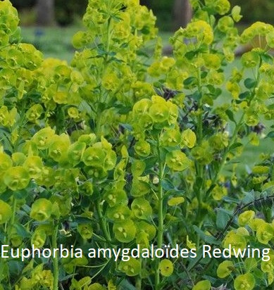 Euphorbia amygdaloïdes Redwing-jardinerie de pessicart nice 06