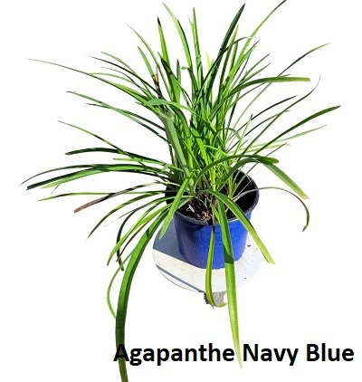 Agapanthe Navy Blue syn. Midnight Star c2 - la jardinerie de pessicart nice 06