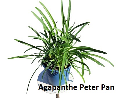 Agapanthe Peter Pan c2-la jardinerie de pessicart nice 06
