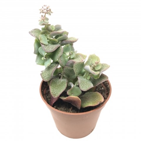 CRASSULA CORDATA