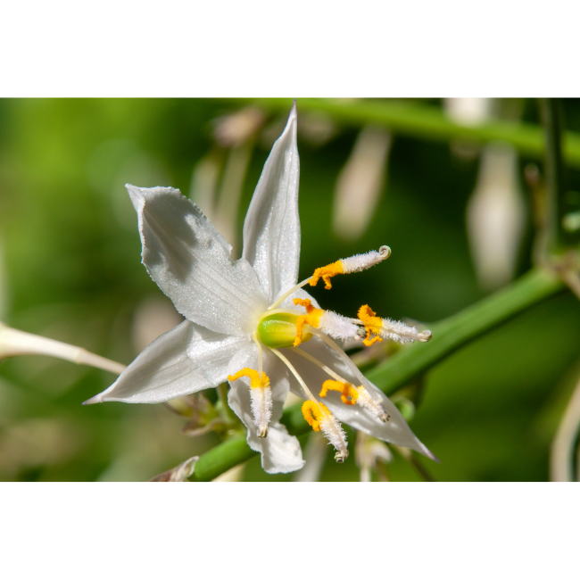 Arthropodium cirrhatum fleurs- La jardierie de pessicart