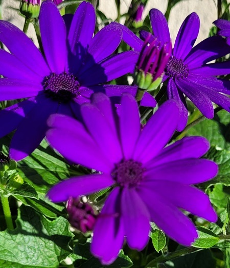 Cinéraire violet la jardinerie de pessicart nice