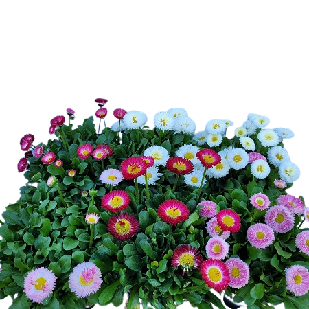 Bellis Perennis la jardinerie de pessicart nice 06