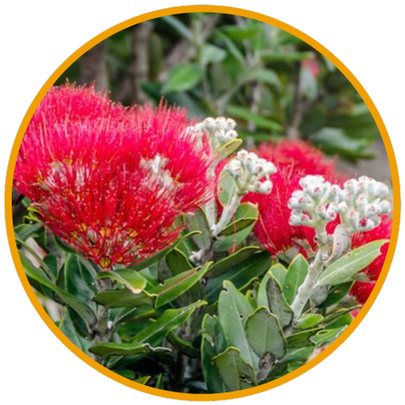 Arbre de Noël de Nouvelle Zélande - Metrosideros excelsa fleurs - la jardinerie de pessicart nice 06