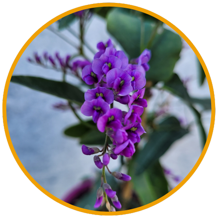 Hardenbergia - Glycine Australienne fleur - la jardinerie de pessicart nice 06