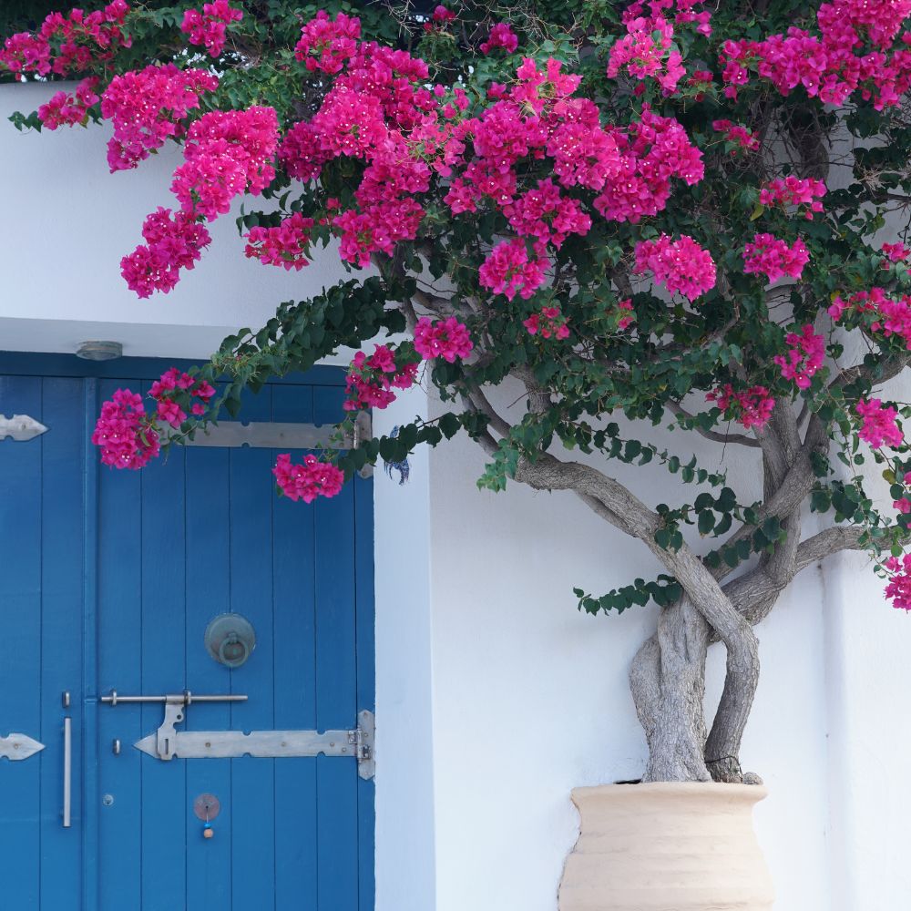 Bougainvillea - la jardinerie de pessicart nice 06