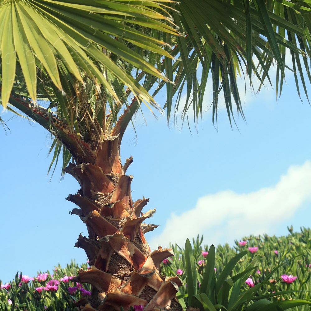 Palmier Washingtonia robusta - Palmier du Mexique - la jardinerie de pessicart nice 06