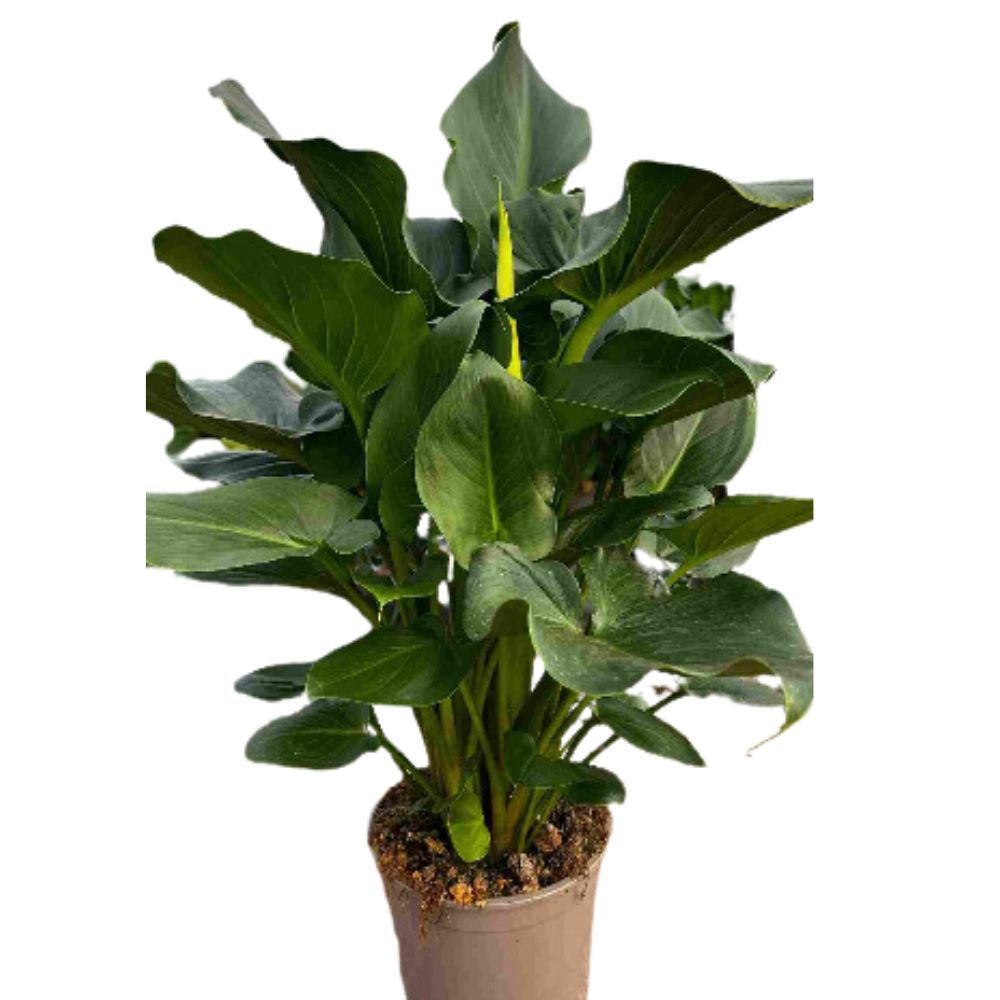 CALLA P 20 H 60 la jardinerie de pessicart nice 06