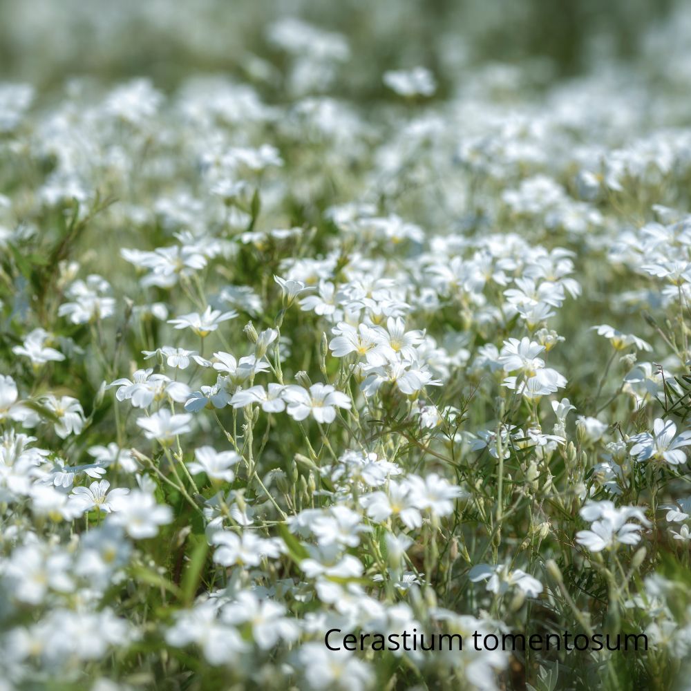 Cerastium tomentosum -la jardinerie de pessicart nice 06