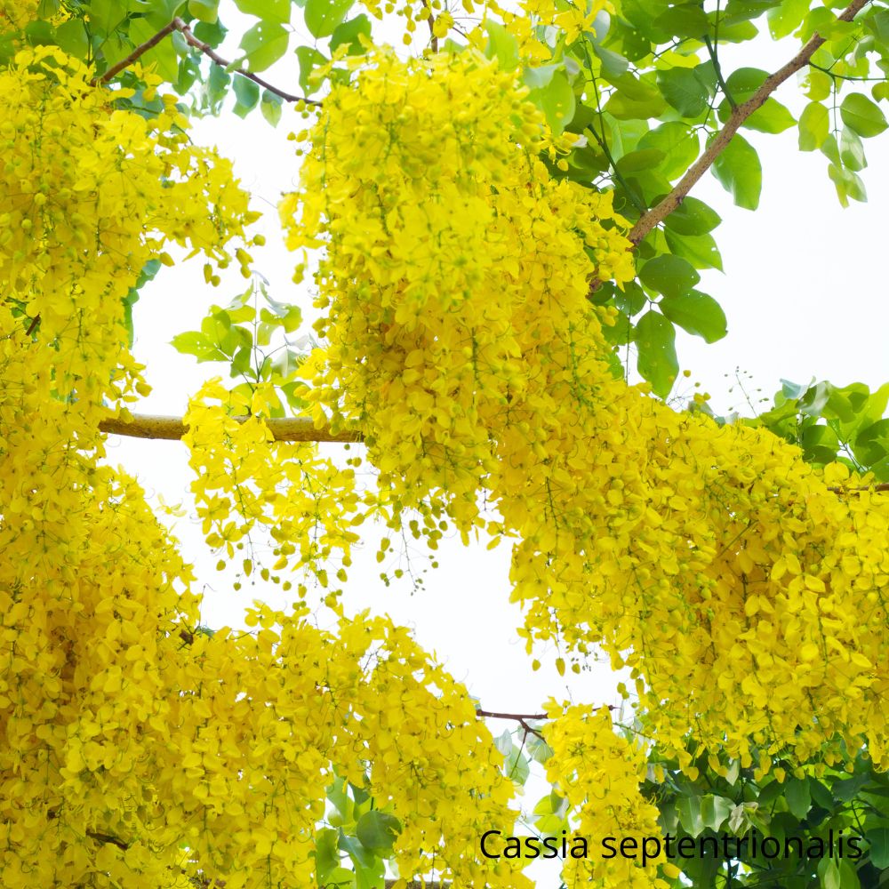 Cassia septentrionalis - la jardinerie de pessicart nice 06