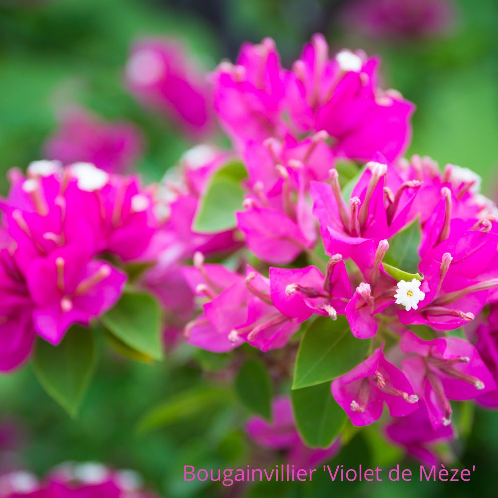 Bougainvillier Violet de Mèze - la jardinerie de pessicart nice 06