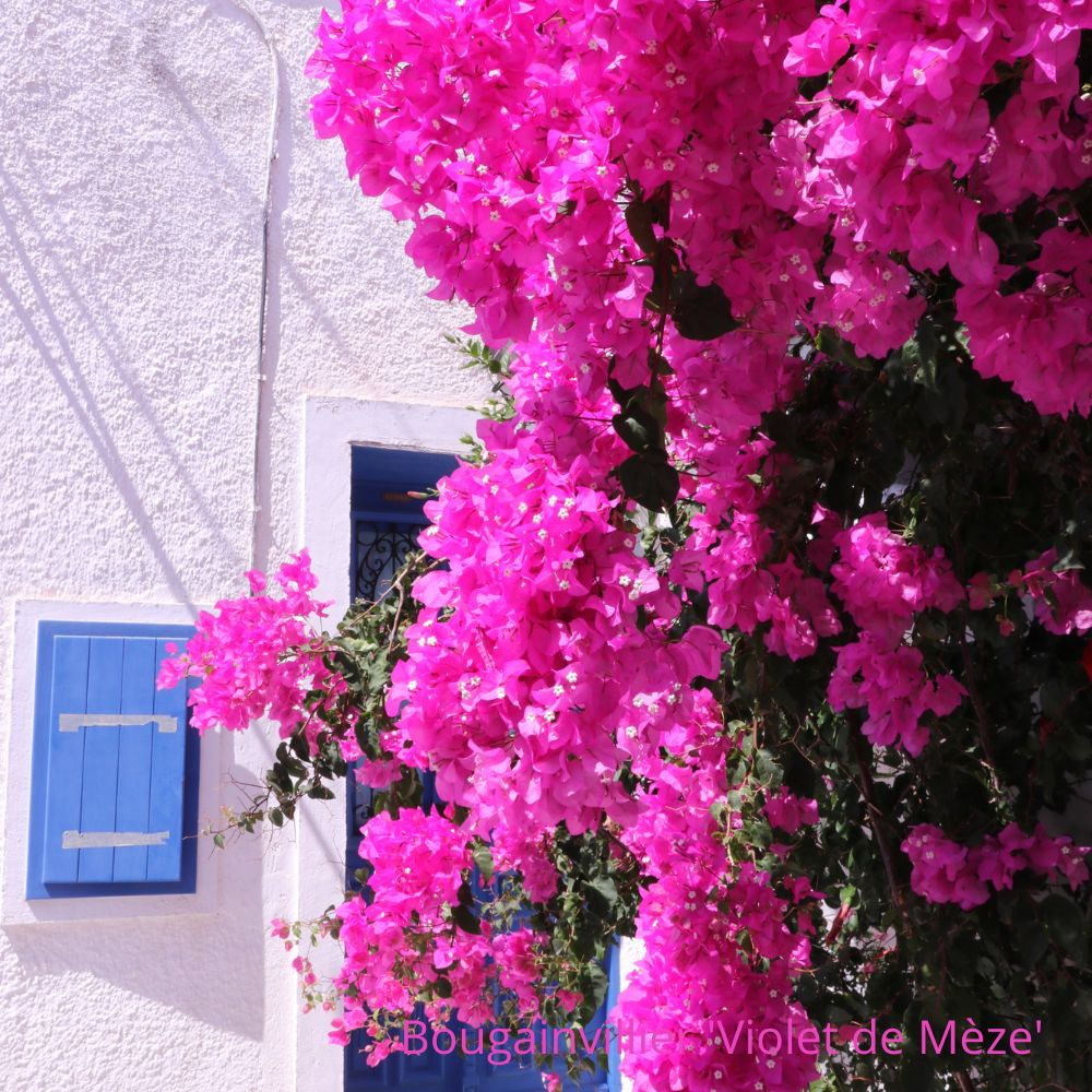 Bougainvillier Violet de Mèze la jardinerie de pessicart nice 06