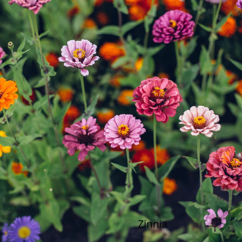 Zinnia -la jardinerie de pessicart nice 06