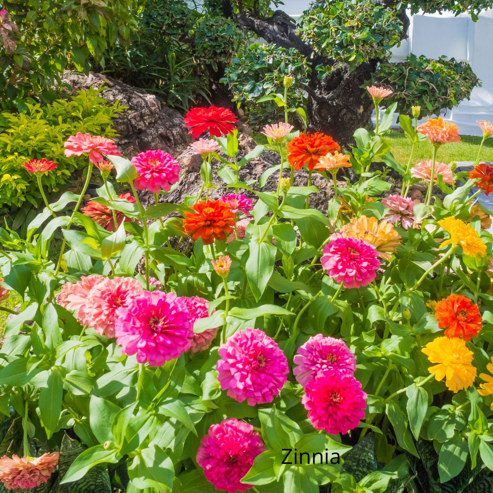 Zinnia -  la jardinerie de pessicart nice 06