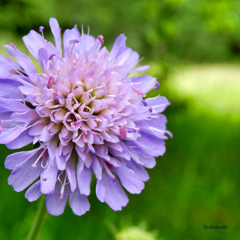 Scabieuse ou Scabiosa  Knautia arvensis une floraison de juin à septembre -la jardinerie de pessicart nice 06