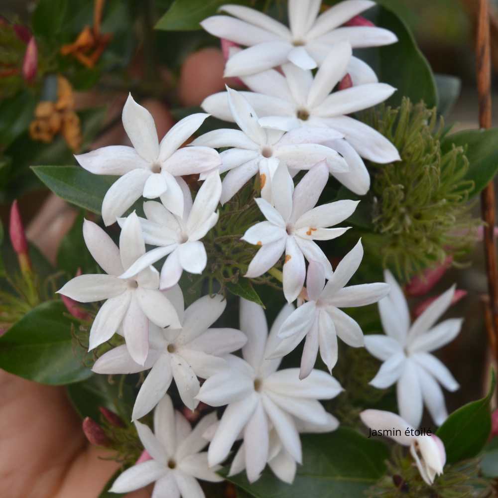 Jasmin étoilé (Trachelospermum jasminoides) feuillage persistant la jardinerie de pessicart nice 06