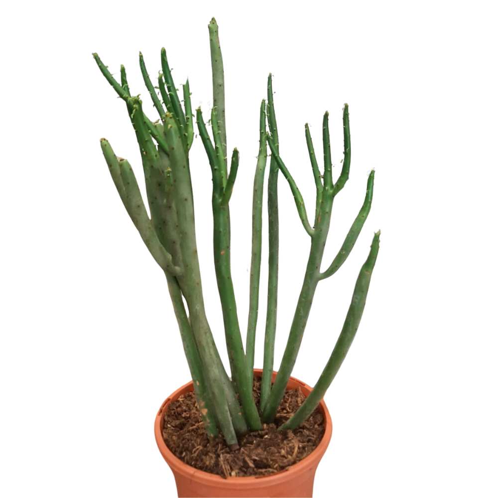 Euphorbia cedrorum - plante de collection- la jardinerie de pessicart nice 06 (1)
