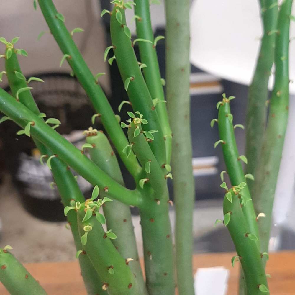 Euphorbia cedrorum - plante de collection-  la jardinerie de pessicart nice 06 (1)