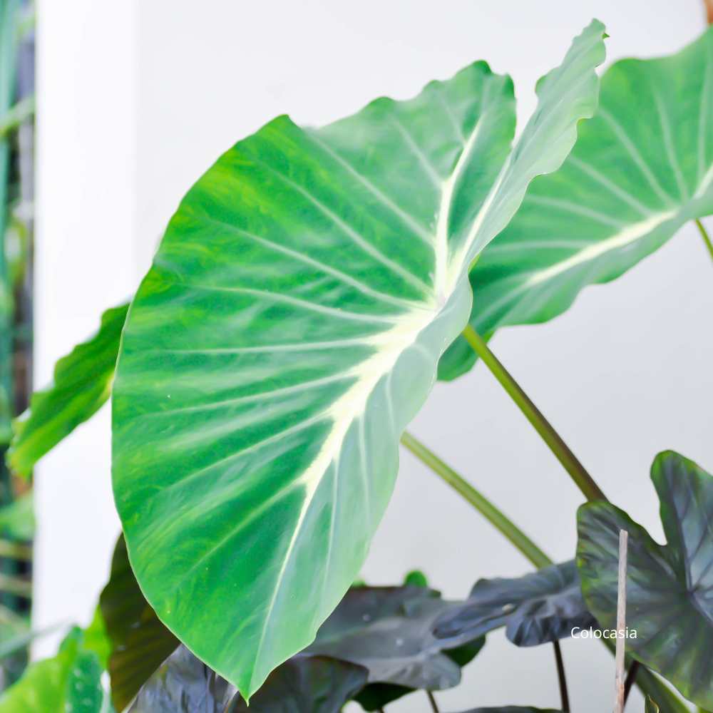 Colocasia  - la jardinerie de pessicart nice 06