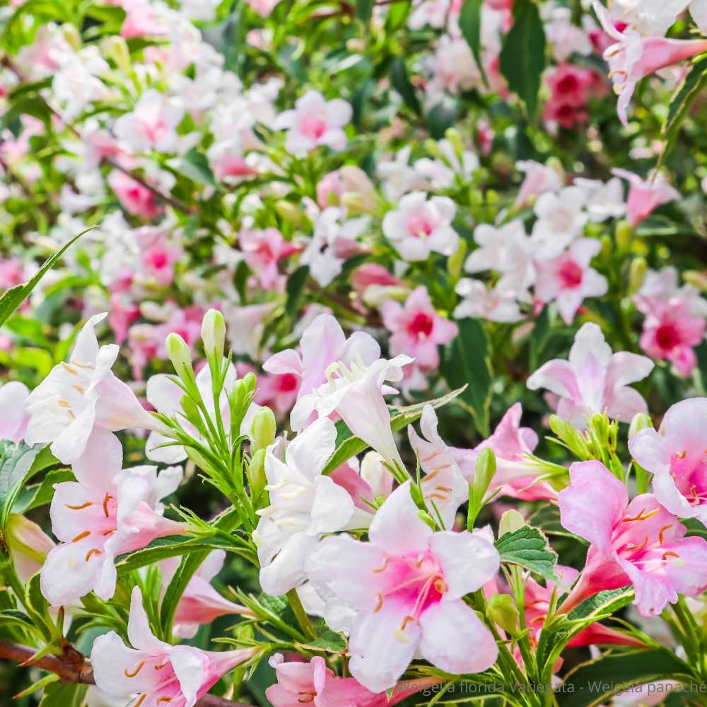 Weigelia florida Variegata - Weigela panaché