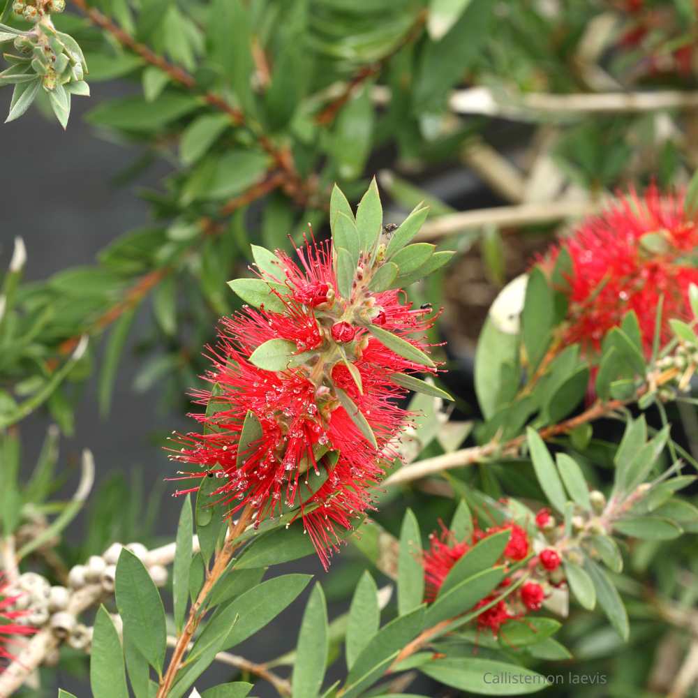 Callistemon laevis- la jardinerie de pessicart nice 06