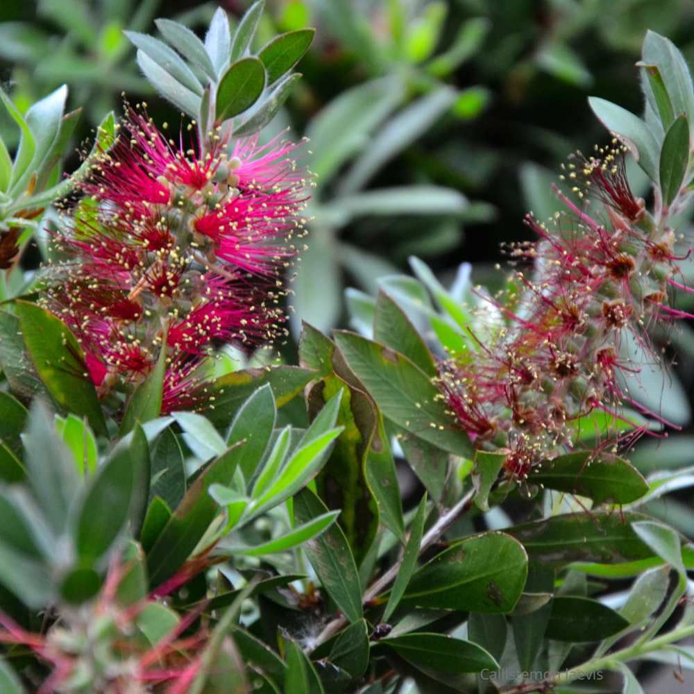 Callistemon laevis - la jardinerie de pessicart nice 06