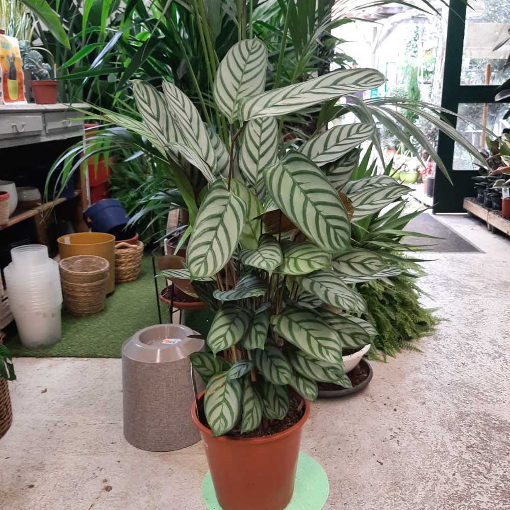 Calathea Compact Star