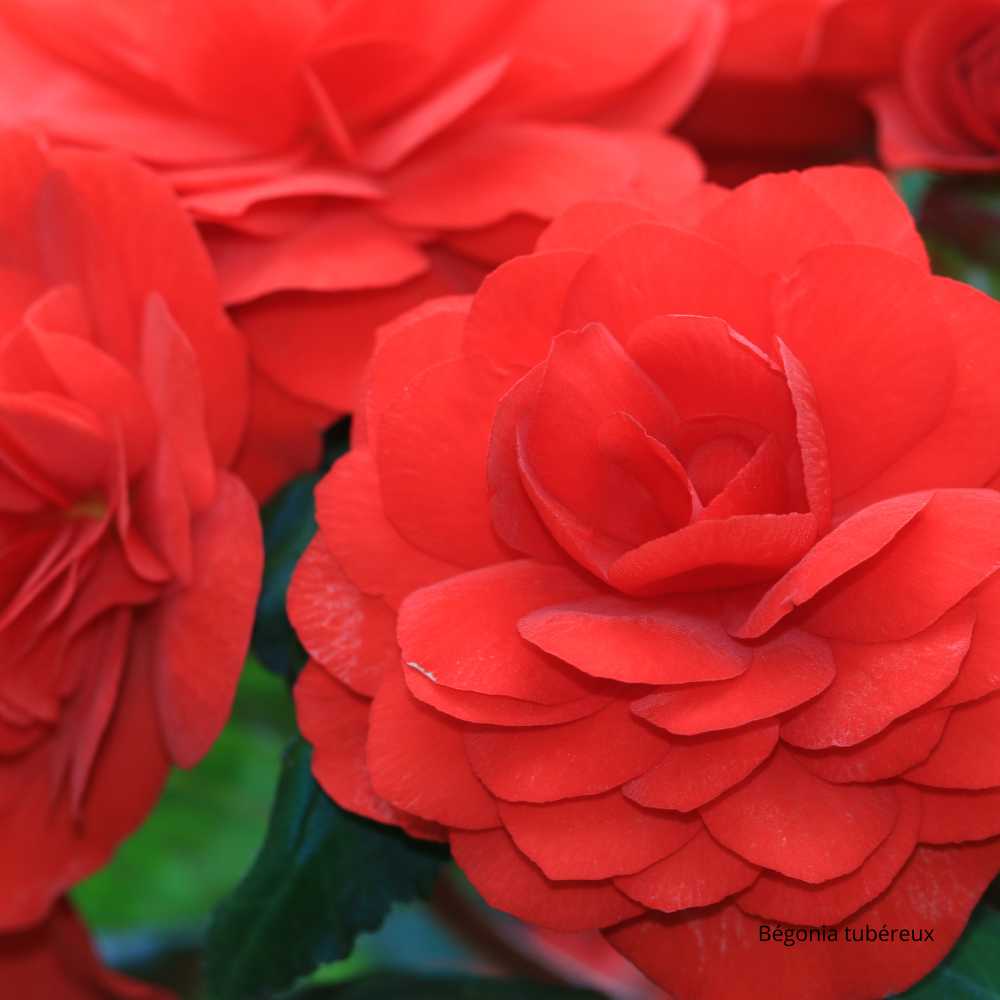 Bégonia tubéreux rouge - la jardinerie de pessicart nice 06