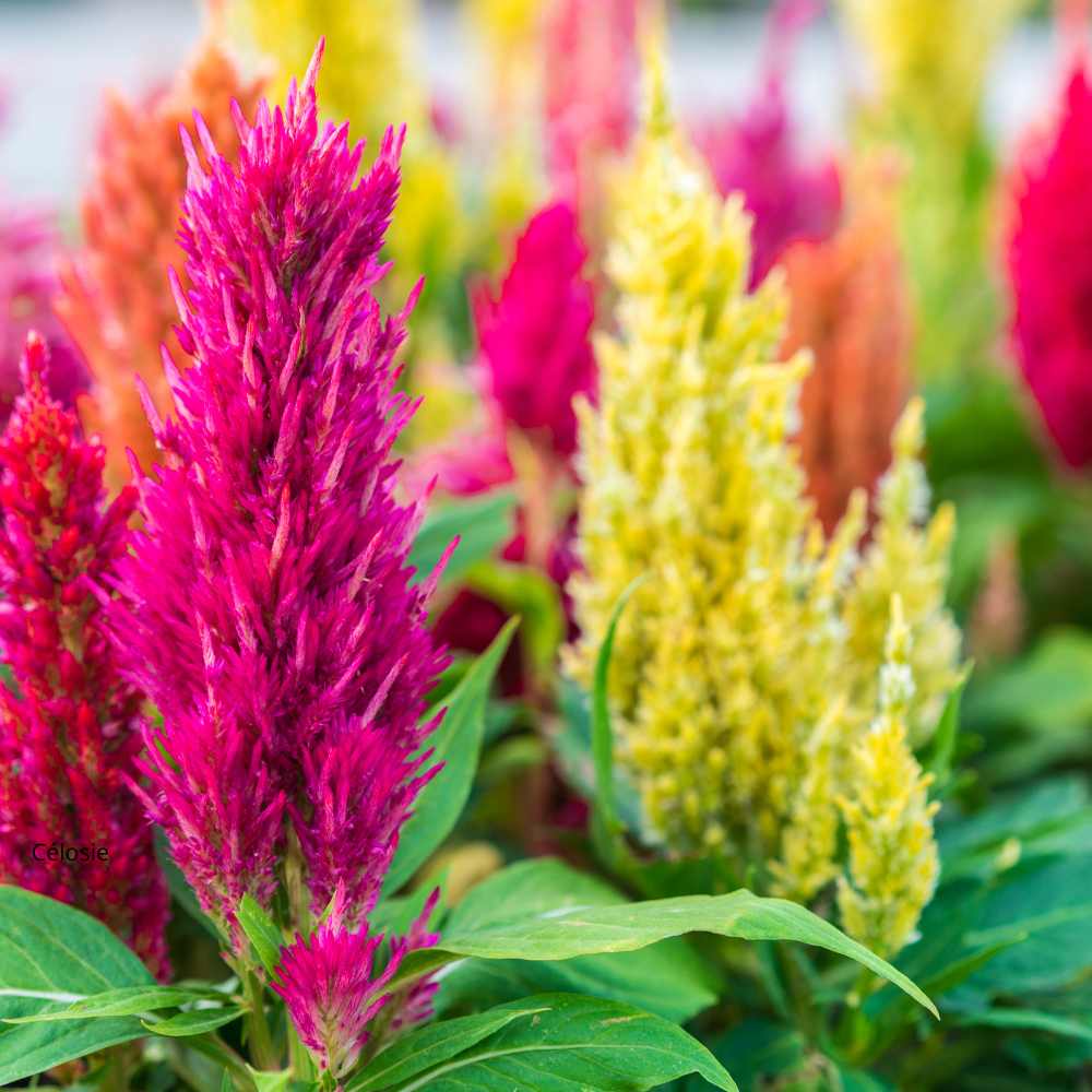 Celosia argentea multicolor - la jardinerie de pessicart nice 06 (2)