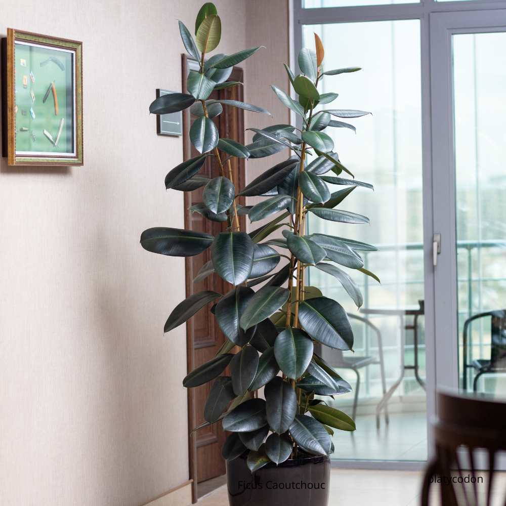PLNTS - Baby Ficus Tineke (Figuier Caoutchouc) - Plante D'intérieur En Pot 6 Cm, Hauteur 15 Cm - Plante Verte Facile à Entretenir