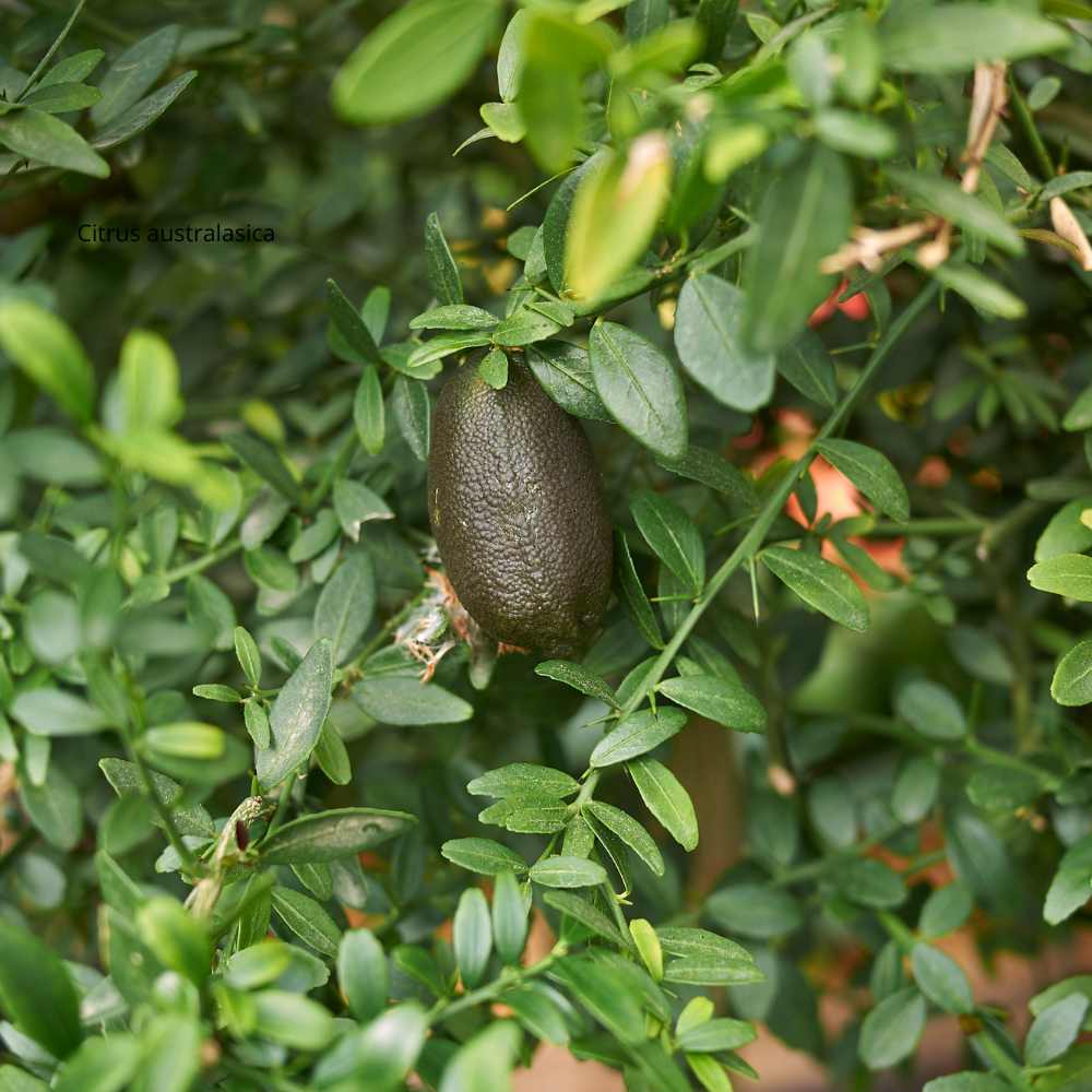 Citrus australasica - la jardinerie de pessicart nice 06 (2)