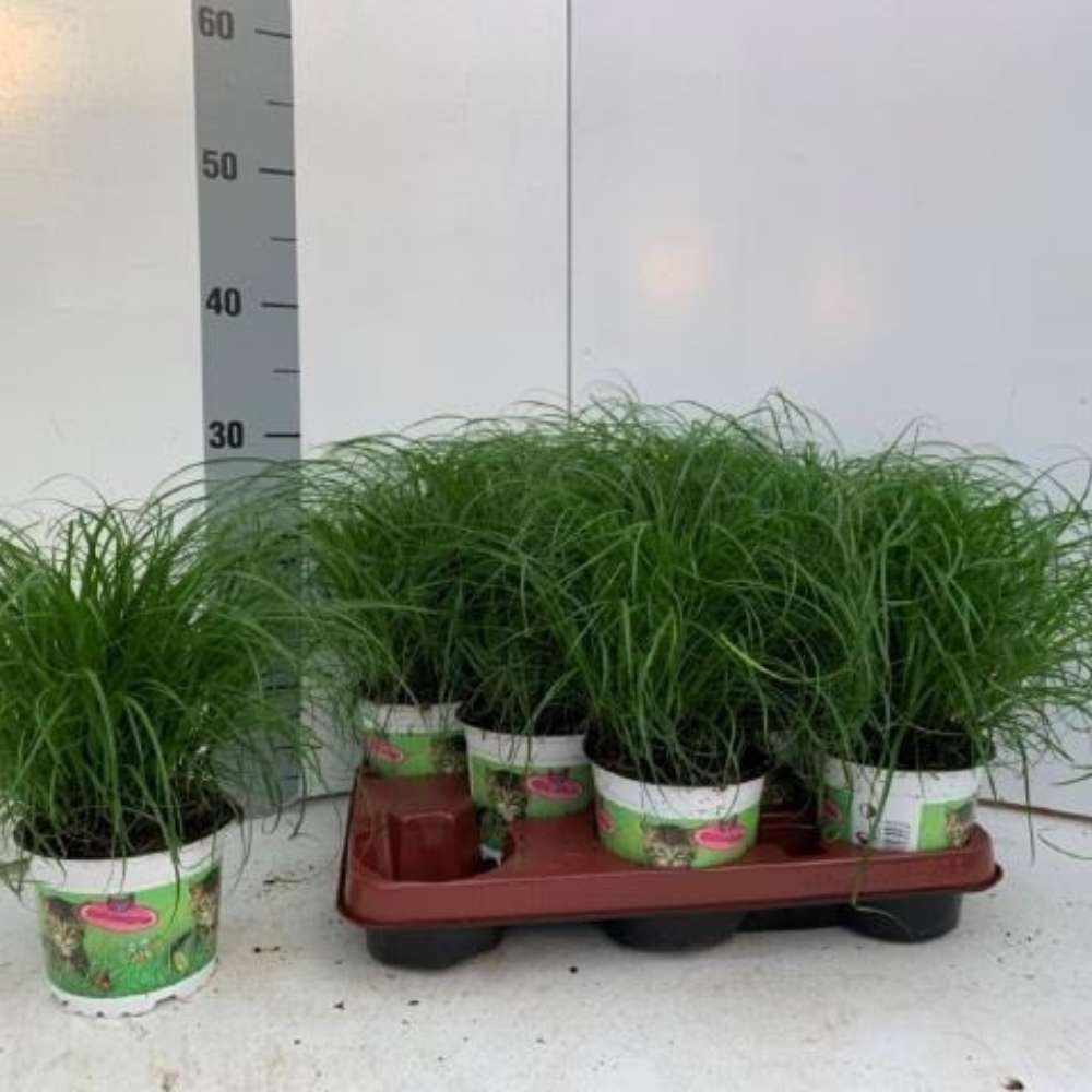 Herbe à chat - Cyperus