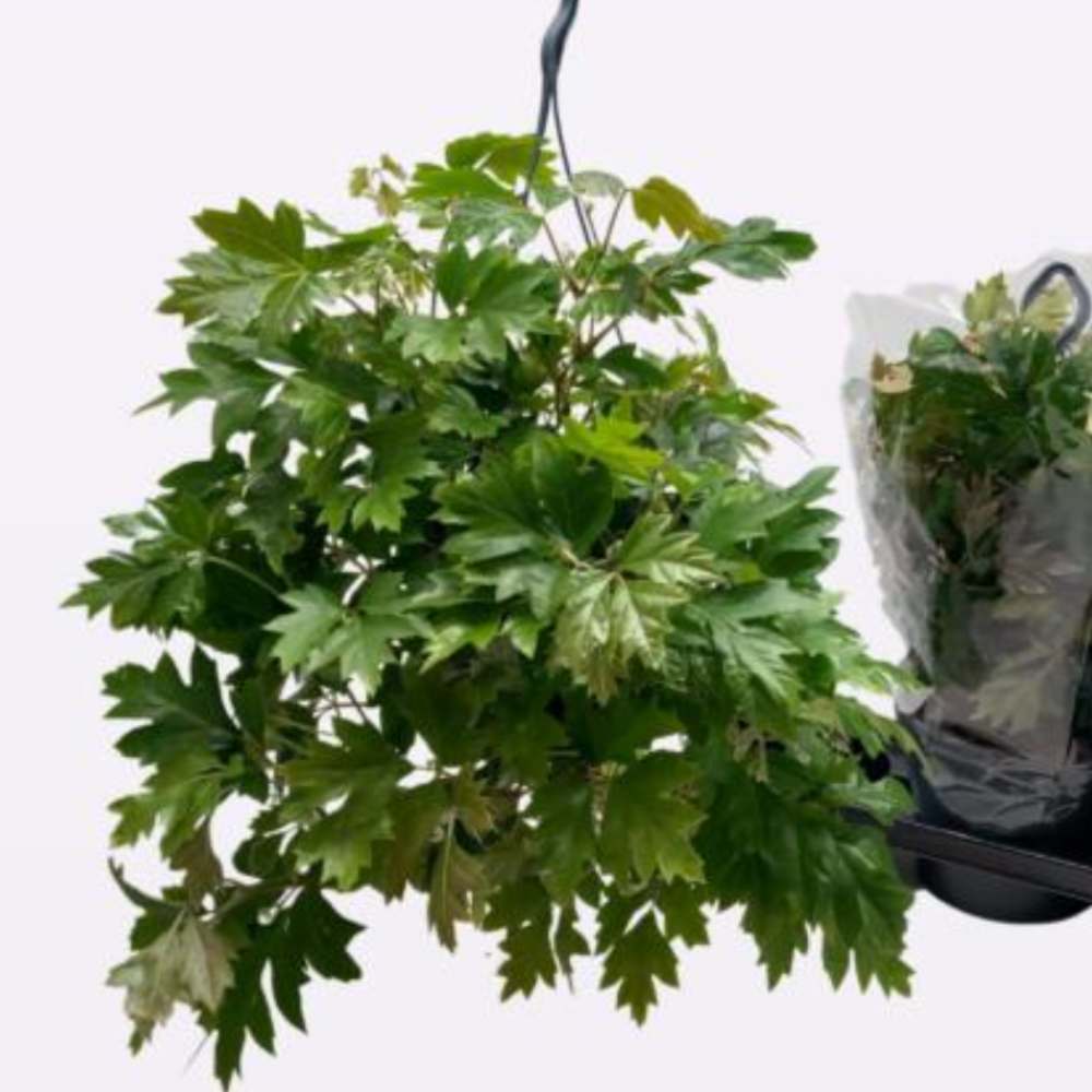 Parthenocissus striata - Cissus suspension Ø 15 cm la jardinerie de pessicart nice 06