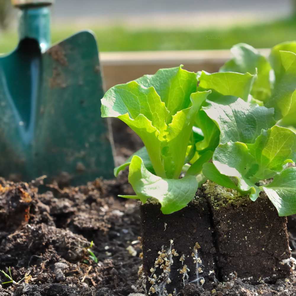 Plants de salades - Barquettes de 12 mottes de salade