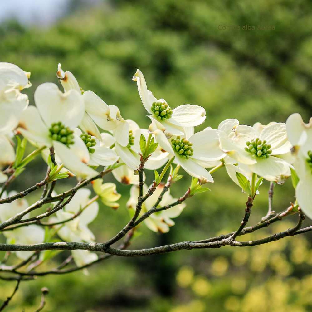 Cornus alba Aurea - Cornouiller blanc fleur la jardinerie de pessicart nice 06