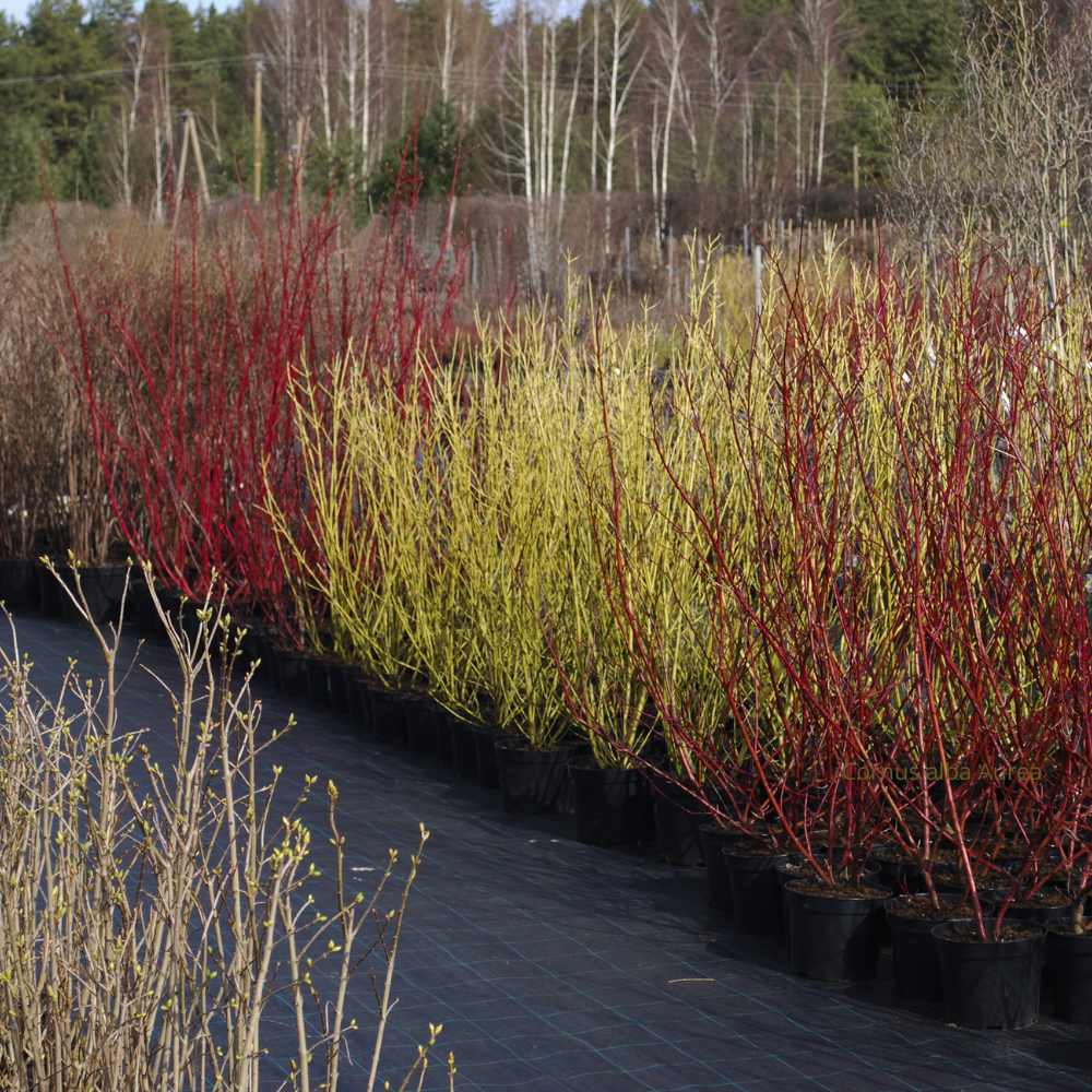 Cornus alba Aurea - Cornouiller blanc hiver en pot la jardinerie de pessicart nice 06