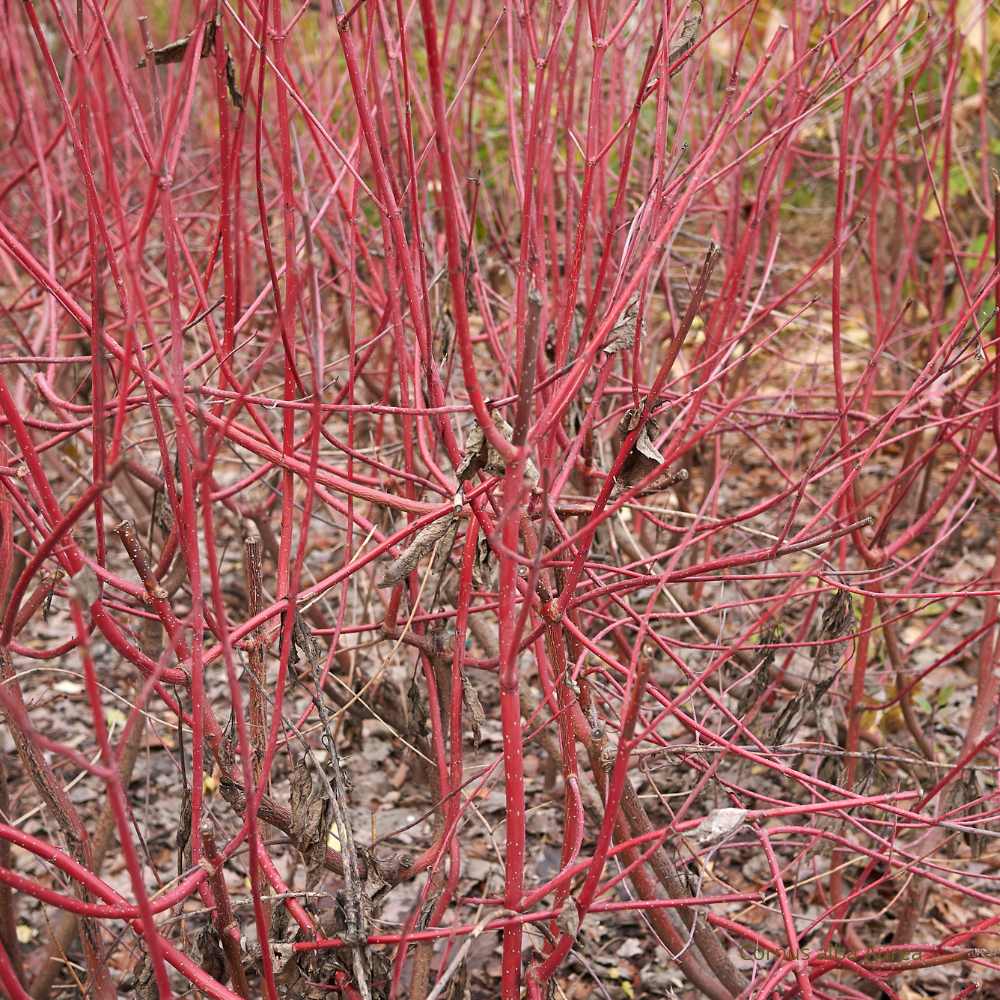 Cornus alba Aurea - Cornouiller blanc hiver la jardinerie de pessicart nice 06